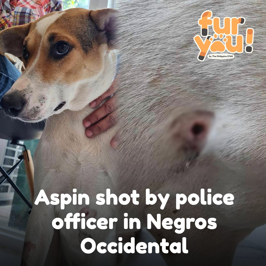 PhilippineStar's tweet photo. ‘NO TO ANIMAL CRUELTY’

Binaril ng isang pulis ang aspin na si Snoopy sa Negros Occidental nitong May 14, 2023. Bagaman nakaligtas ang aso sa tama ng bala sa dibdib, hustisya ang panawagan ng publiko para kay Snoopy. #PhilStarFurYou

https://t.co/oiw6zTECK9 https://t.co/6h56F1sR09