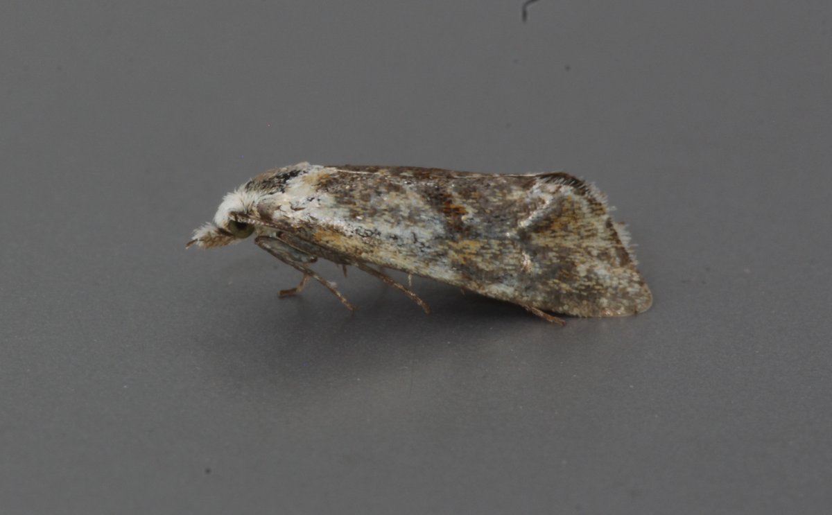 Would welcome a view on this one from last night's trap. V.worn and nearest I can get is Cochylidia implicitana  or potentially Falseuncaria ruficiliana but can't convince myself <a href="/MOTHIDUK/">UK Moth Identification</a>