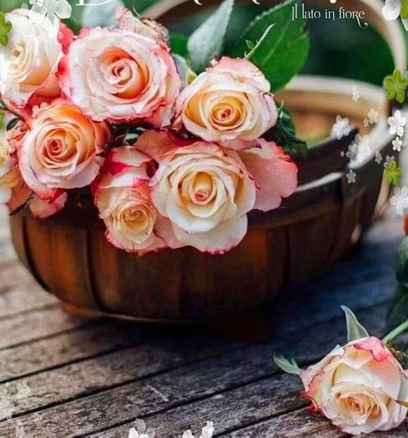 ruben_corella's tweet photo. #rosesforpeace #peace #peaceforever #moveon #FelizSemana #happyweek #rosesofjune #June2023 https://t.co/MJP2aLUaUL