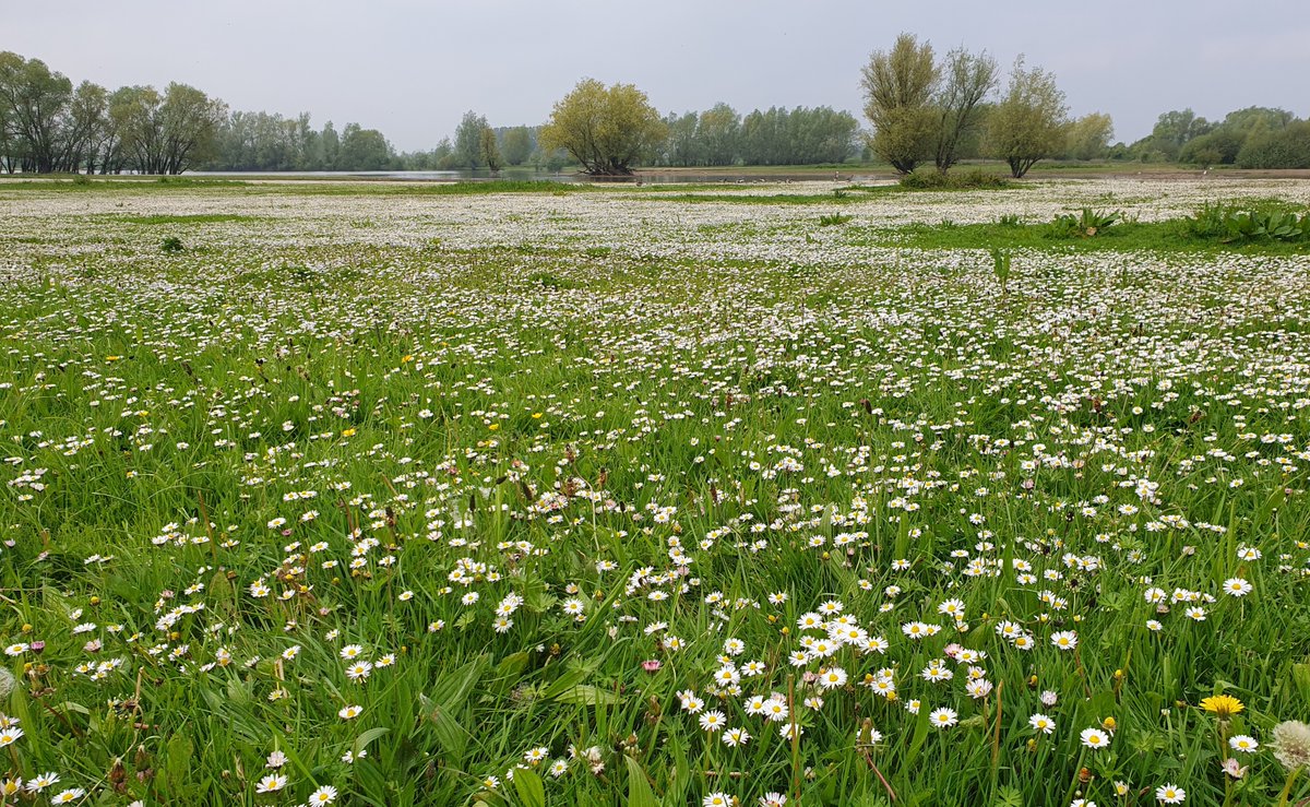 MarjoPotma's tweet photo. #Madeliefje #Nationalebloem @VroegeVogels @landschapOv https://t.co/oTTD9npmuJ