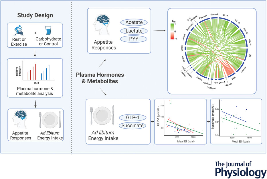 Metabolism, Digestion & Reproduction (@imperialmdr) on Twitter photo New study in <a href="/JPhysiol/">Journal of Physiology</a> from MDR's Ed Chambers, <a href="/JE_Frampton/">James Frampton</a> <a href="/gfrost59/">Gary Frost</a> and colleagues found novel metabolites & hormones linked with post-exercise appetite regulation that could be targeted to improve the efficacy of exercise as a weight loss treatment โฌ๏ธ
physoc.onlinelibrary.wiley.com/doi/10.1113/JPโฆ New study in <a href="/JPhysiol/">Journal of Physiology</a> from MDR's Ed Chambers, <a href="/JE_Frampton/">James Frampton</a> <a href="/gfrost59/">Gary Frost</a> and colleagues found novel metabolites & hormones linked with post-exercise appetite regulation that could be targeted to improve the efficacy of exercise as a weight loss treatment โฌ๏ธ
physoc.onlinelibrary.wiley.com/doi/10.1113/JPโฆ