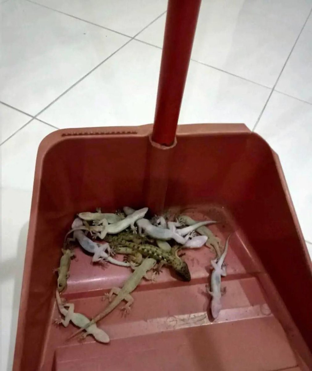 theiceraf's tweet photo. Terbaik la racun cicak ni. Baru tuang sekejap je dh 5 ekor cicak tumbang. Puas hati aku tgk cicak keraih atas lantai weih hahahahaha https://t.co/OVN1H3cR5C