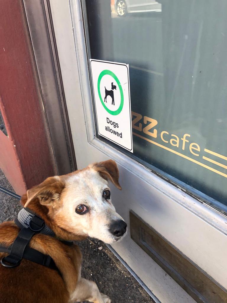 astro_meganne's tweet photo. Matilda: βItβs says dogs are allowedβ¦can we go in? Iβm going inβ¦β
I love how #dogsallowed signs are at dog height so they can tell their humans where to go.
#dogs #olddogs #dogfriendly #cafe
@dog_rates https://t.co/wsqx9XUD5P