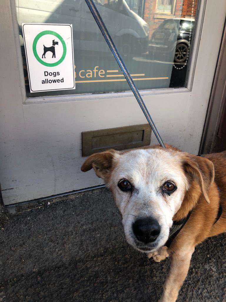 astro_meganne's tweet photo. Matilda: βItβs says dogs are allowedβ¦can we go in? Iβm going inβ¦β
I love how #dogsallowed signs are at dog height so they can tell their humans where to go.
#dogs #olddogs #dogfriendly #cafe
@dog_rates https://t.co/wsqx9XUD5P