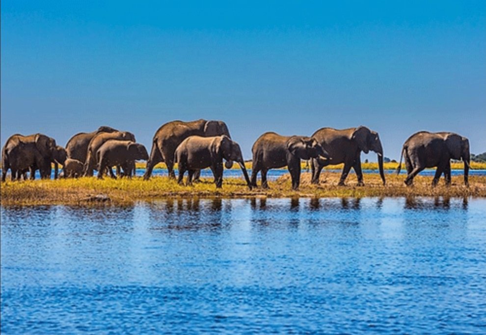 ♥️Every day is my 
🐘 #WorldElephantDay 
🐘 #2023YearOfTheElephant
🐘 #ElephantTwitter
🌍 #LetAfricaLive 🐘

📸 © Emmanuel Koro