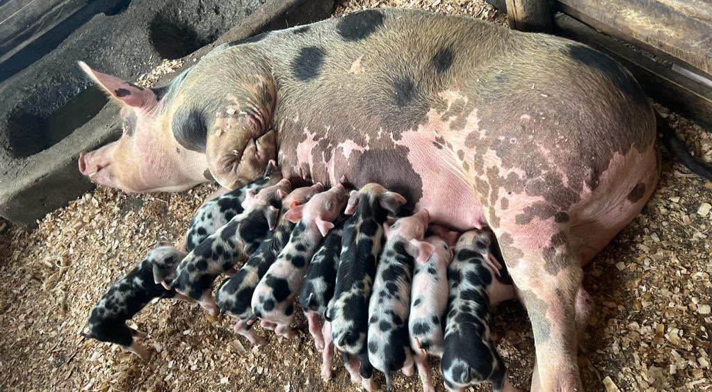 pigs_farm's tweet photo. Investing in pig farming offers a unique opportunity to tap into a lucrative market with a high demand for pork products, ensuring long-term profitability and growth. https://t.co/Mqy63wq2d3