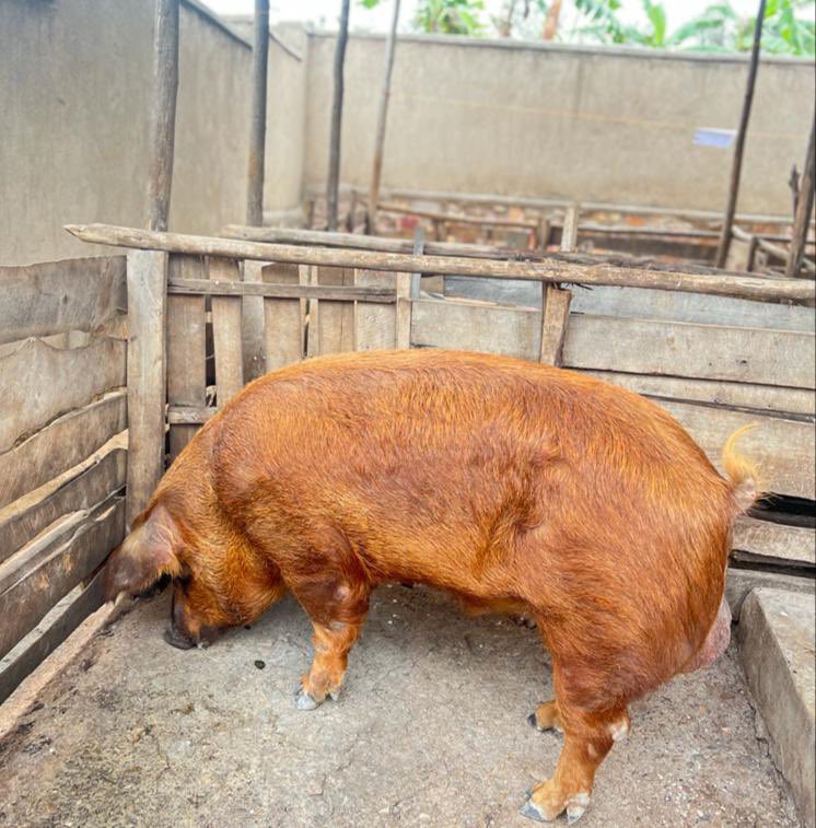 pigs_farm's tweet photo. Investing in pig farming offers a unique opportunity to tap into a lucrative market with a high demand for pork products, ensuring long-term profitability and growth. https://t.co/Mqy63wq2d3