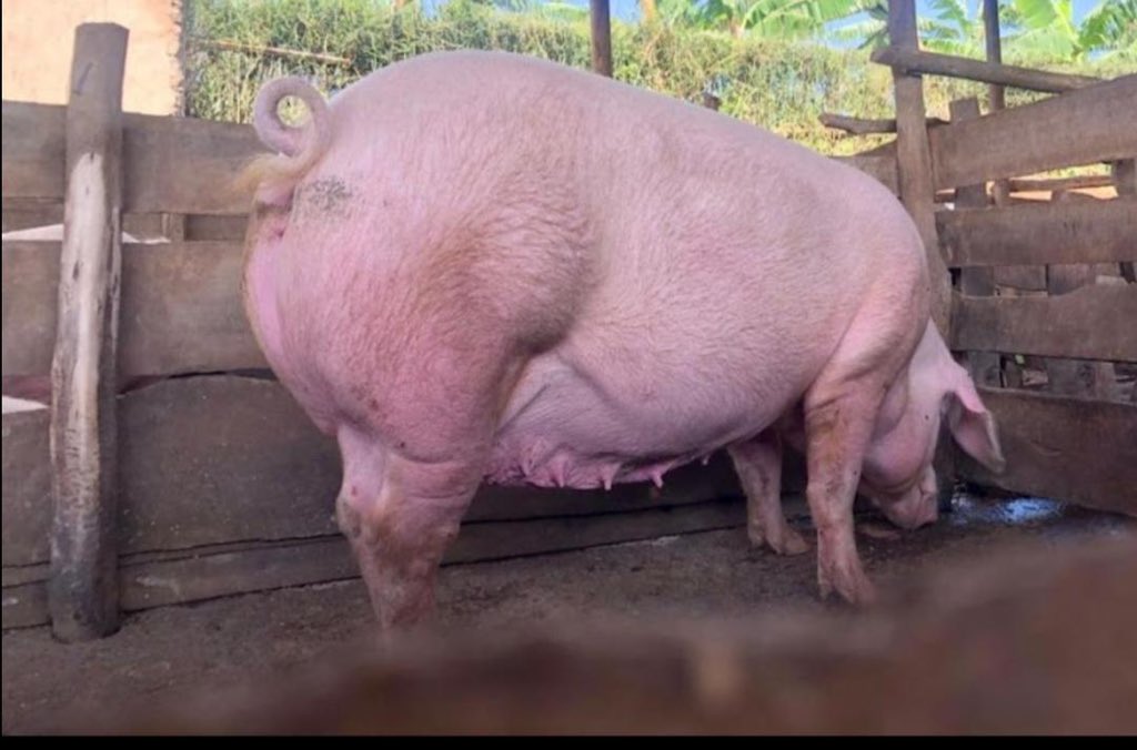 pigs_farm's tweet photo. Investing in pig farming offers a unique opportunity to tap into a lucrative market with a high demand for pork products, ensuring long-term profitability and growth. https://t.co/Mqy63wq2d3