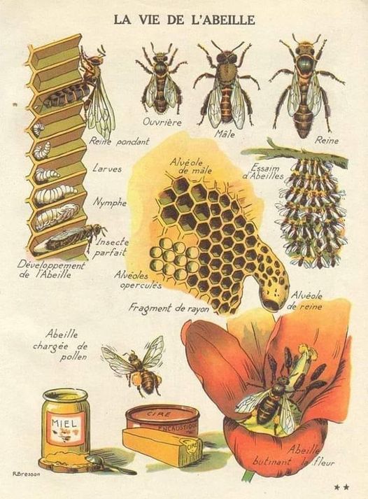 Bees: perfect architects. Efficiency of hexagons in honeycombs. Information in an agriculture book before Christ. 🐝🌿🌾🐝🥀🍃🐝🌻🐝🍄🐝🌷
#SaveTheBees #Portugal #BeeAwareness