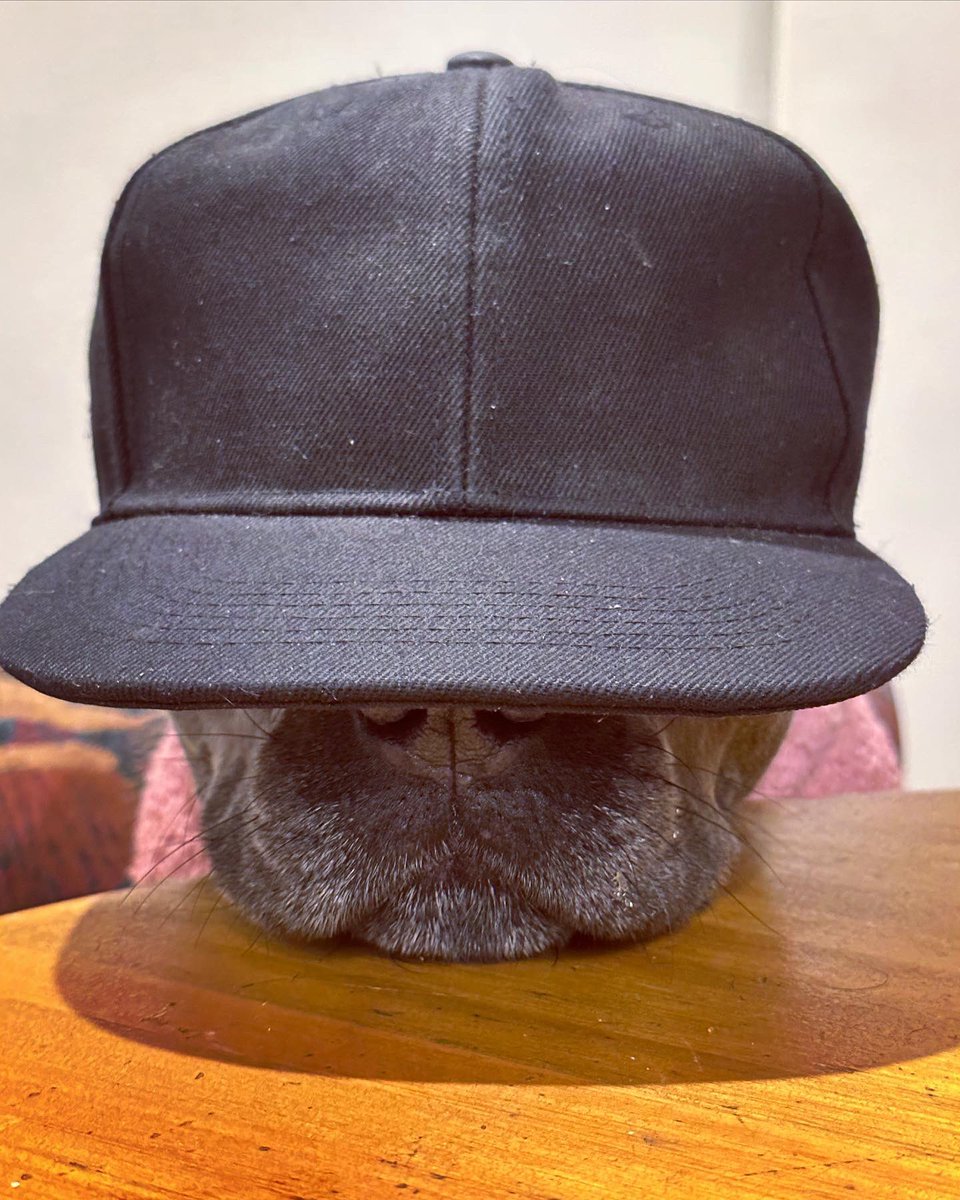 #DogsofTwittter #dogsoftwitter #CuteAnimals #animals #baby #cutedogs #dog #doggy #dogs #dogsofaustralia #doglove #doglife #puppies #puppy #puppylove #puppyspam #staffy #staffypuppy #staffylove #bluestaffy #love #furbaby #izzy #wolfpig #wolfpiggy