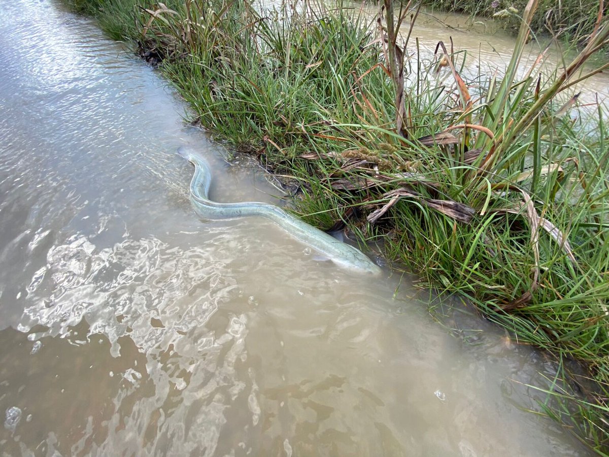 totplamallorca's tweet photo. #PLADEMALLORCA \ Apareix una anguila a #Montuïri en el camí de Banyeres, entre #Porreres i #Algaida. 
La va trobar @PcAlgaida. Segons ha pogut confirmar #TotPla prové del pantà de la possessió d'Alcoraia on neix el torrent homònim que desemboca a l'Albufera de Muro. https://t.co/A82c7uIS7j