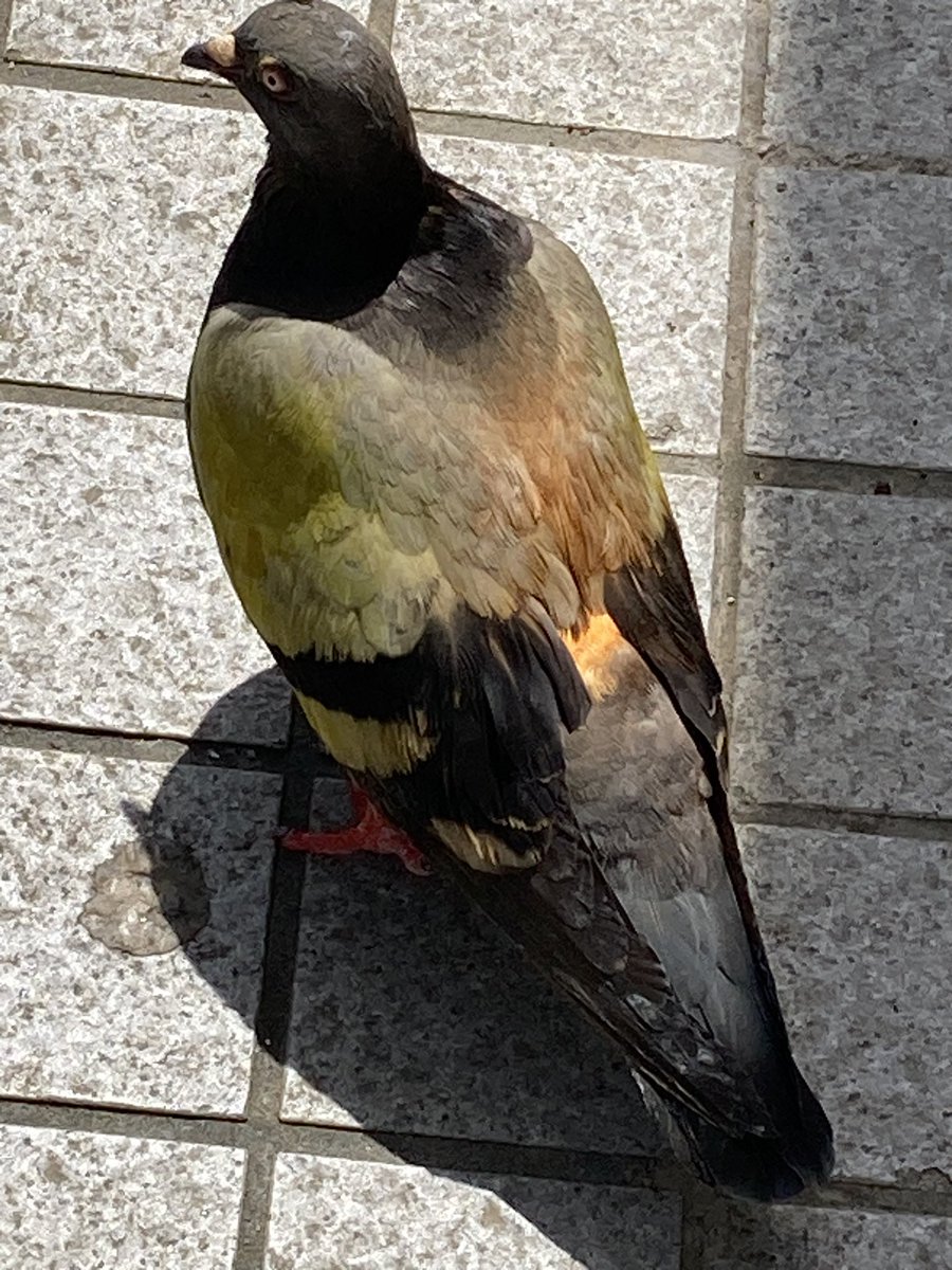 珍しい色の鳩さんがいました。背中が綺麗なオレンジ色。初めて見たけど、こういう種類なんでしょうか⁉️
また会えるといいな☺️
#鳥　#鳩