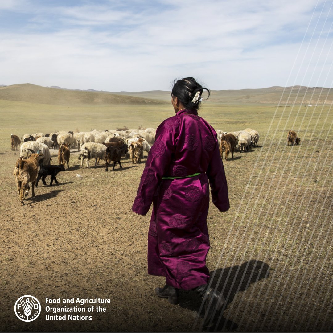FAOLivestock's tweet photo. 📢 On #WorldEnvironmentDay, let's champion eco-conscious livestock practices!

The sector growth needs to be addressed in the context of...

💧 finite natural resources
🤠 contribution to livelihoods
🍲 food security
🌾 climate change responses

➡️ https://t.co/UMwmokXmto https://t.co/dQ9IYzfIBr