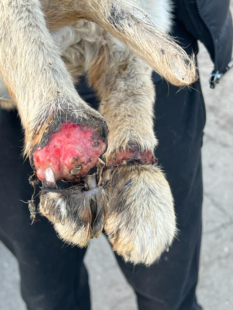 Please help to make 'ANNABELLE' bionic by donating to my birthday fundraiser...
facebook.com/donate/2396853… <a href="/domdyer70/">dominic dyer</a> <a href="/MuratPompidu/">michelle murat</a> <a href="/bethanjohn16/">Bethan John</a>