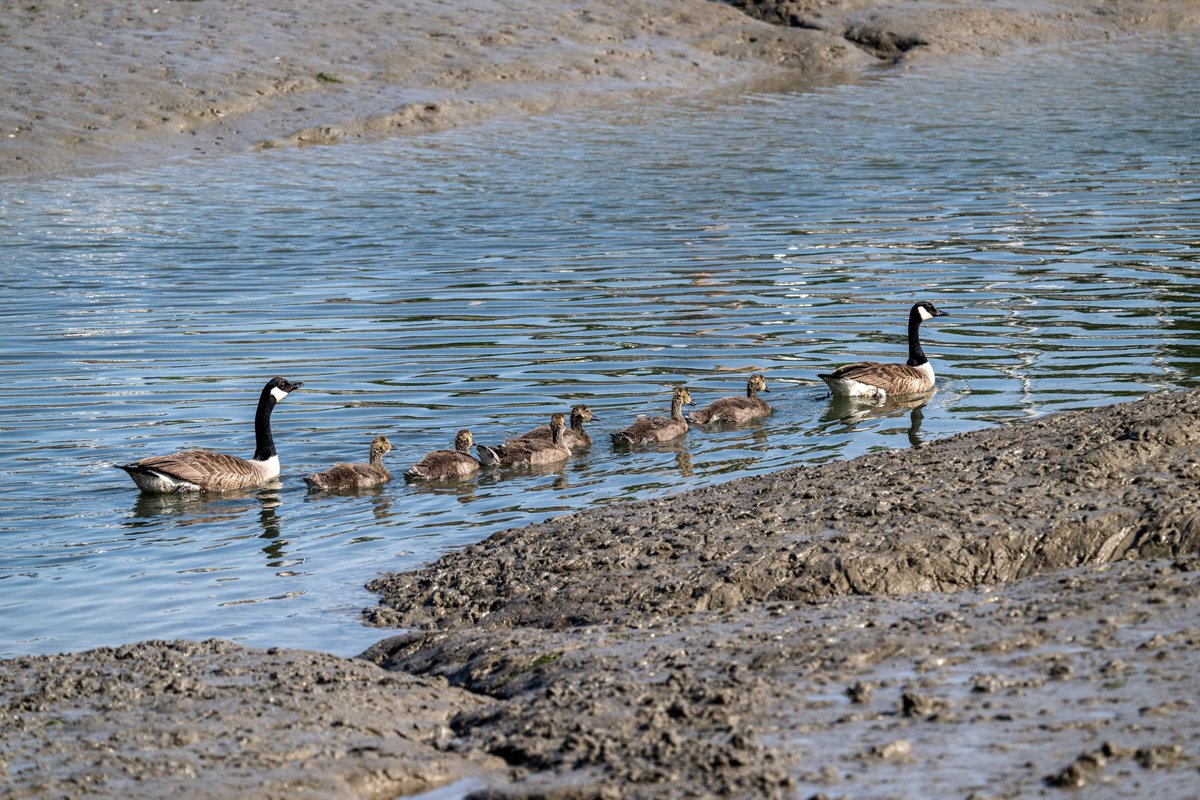 Taking the kids out for a morning  swim in the sunshine at Ashlett Creek #CanadaGeese #Ashlett #AshlettCreek #NewForest @BBCSouthWeather
