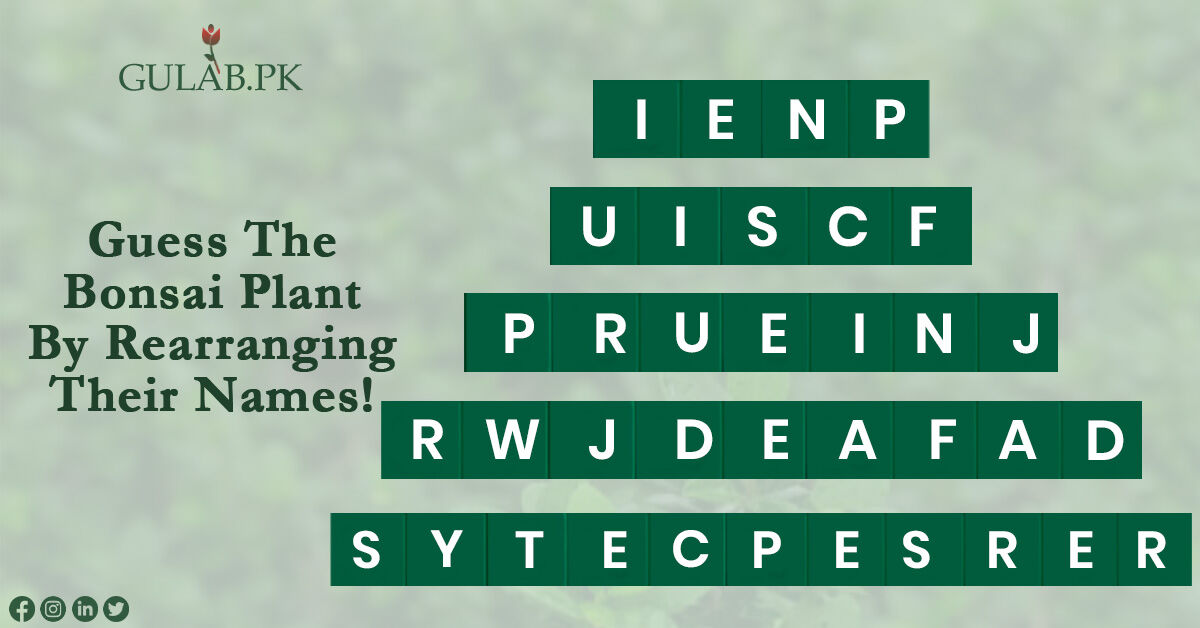 🌱Bonsai is an art of growing and training of a plant to a miniature form having a natural look of old age. 🍃Here are some herbs name, rearrange them and let us know which one is your favorite: #gulabpk🌹 #quiztime📖 #bonsai🍀 #nursery🏦 #nature💚 #powerofplants💚