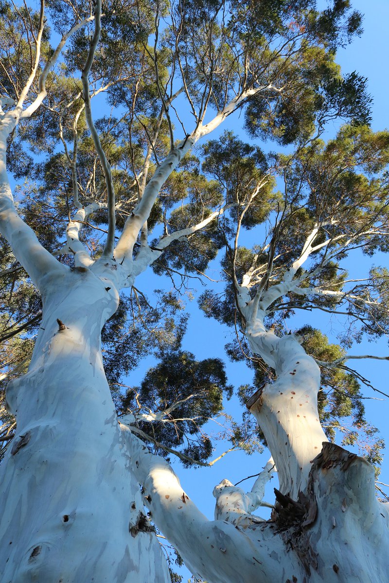 🔆🌞☀️🌳Eucalyptus🌿💞