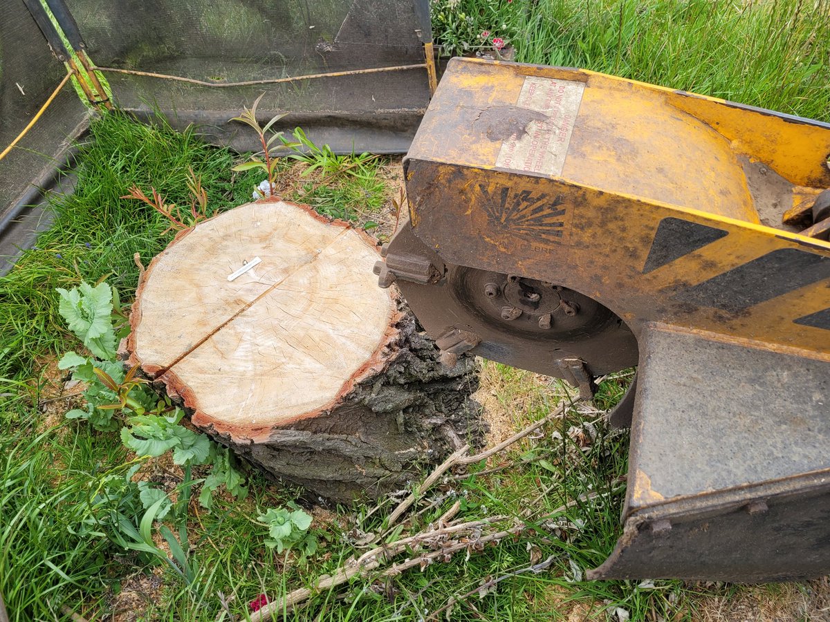 TreeGrinding tweet picture