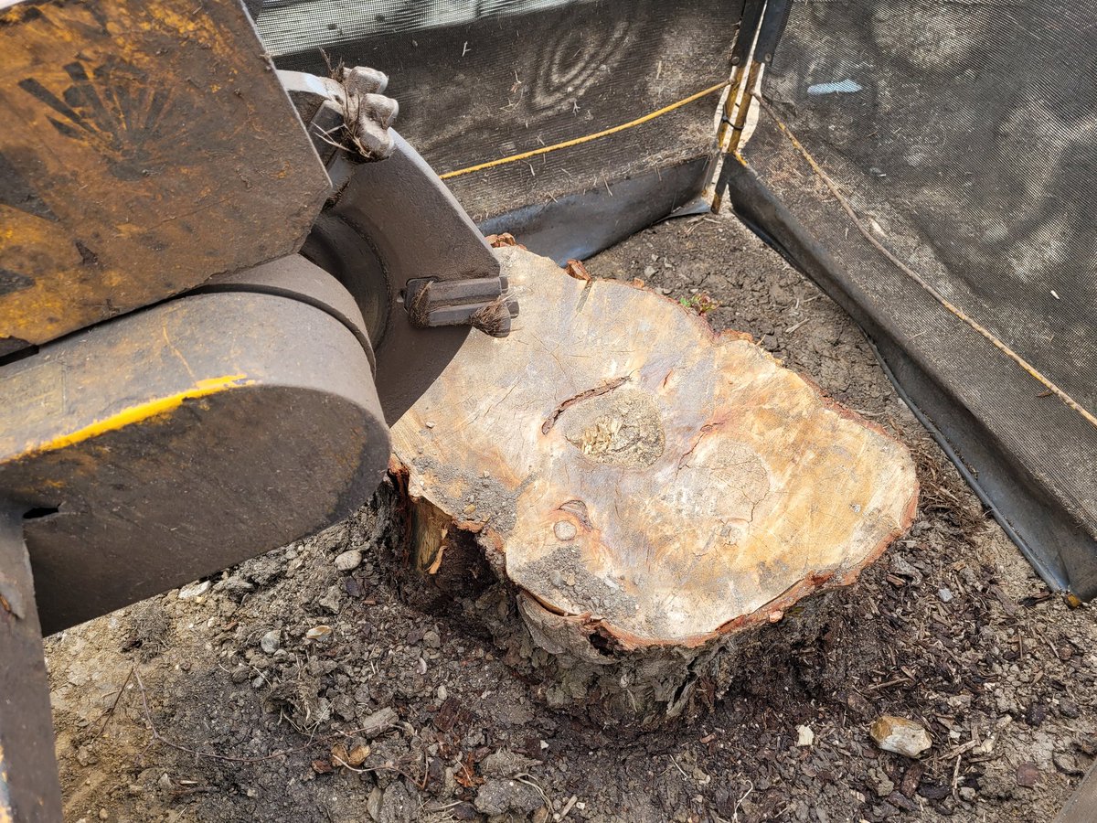 TreeGrinding tweet picture