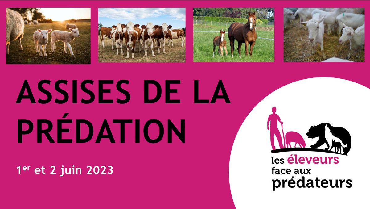 JA_du_04's tweet photo. Nos étions présents aux ASSISES DE LA PREDATION. Le constat est le même partout: le loup se porte bien, le plan loup 2018/2023 est un échec pour le maintient de l'élevage, et le bien-être des éleveurs est en danger ! Le prochain PNA doit être un plan de sauvetage de l'élevage ! https://t.co/Z3fFH6boJj