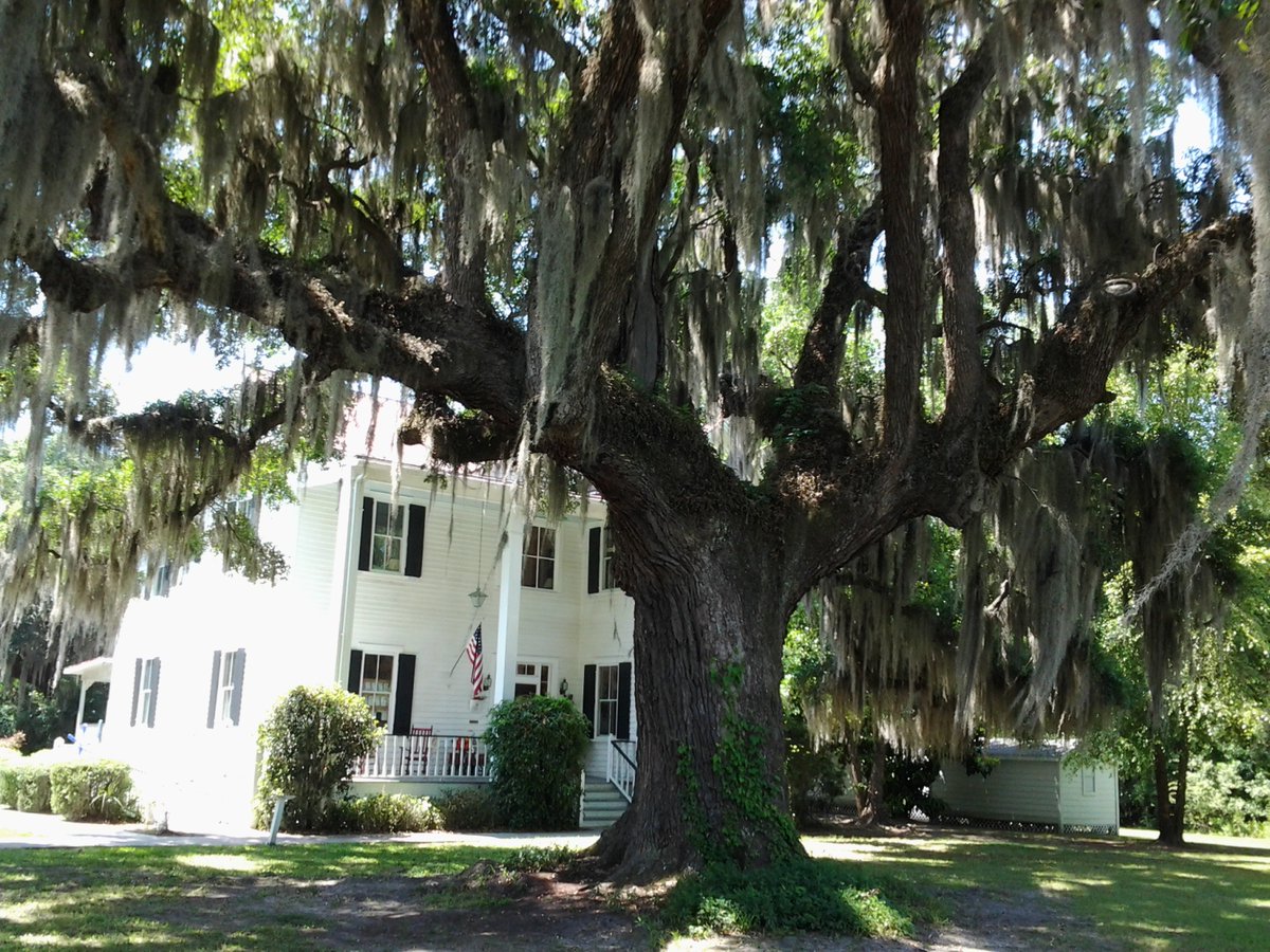 Frampton Plantation South Carolina Beautiful & Peaceful #southerndreams #essentialtremor #hiddendreams bit.ly/3Z6UApB