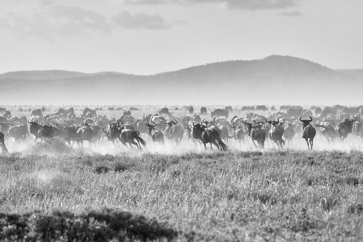 Run Baby Run | Wildebeest on Action | Serengeti | Tanzania
.
.
.
.
.
#discoverafrica #igscwildlife #bownaankamal #africannature #serengeti #safari #explore_wildlife #natgeoadventure #wildlifephotography #earthfocus #safarigram #intothewild #wildernessnation #pawstrails…