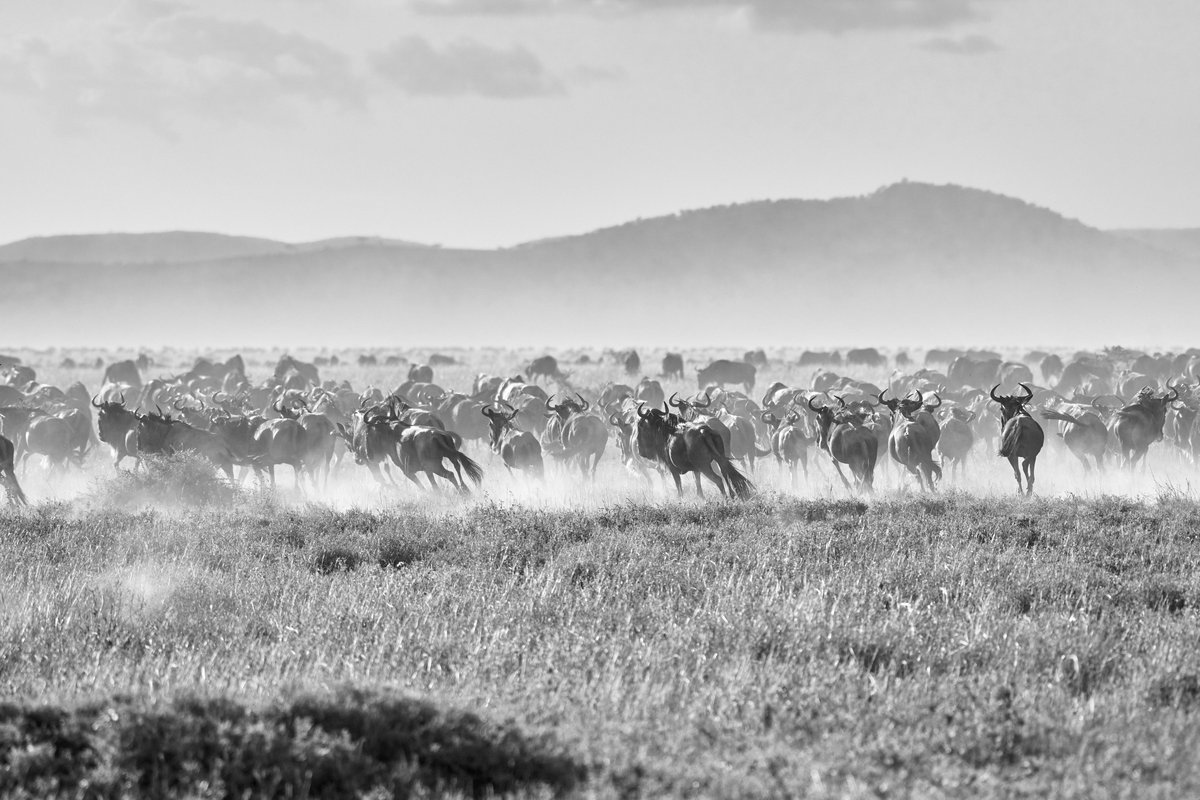 bownaankamal's tweet photo. Run Baby Run | Wildebeest on Action | Serengeti | Tanzania
.
.
.
.
.
#discoverafrica #igscwildlife #bownaankamal #africannature #serengeti #safari #explore_wildlife #natgeoadventure #wildlifephotography #earthfocus #safarigram #intothewild #wildernessnation #pawstrails #africageographic #travellingthroughtheworld #wildebeest #tanzaniawild #wildernesssafaris #nikon #wildanimals #antelopeofafrica #exclusive_shots #african_portraits