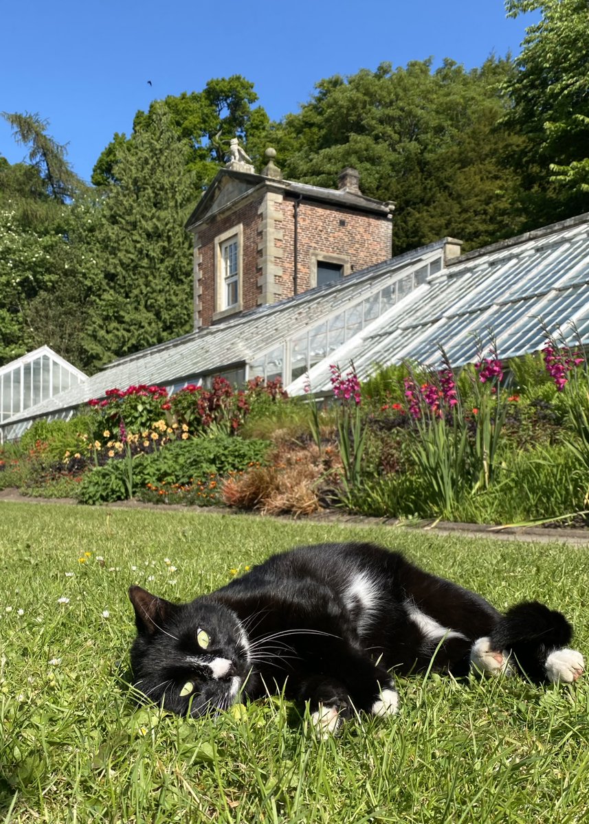 WallingtonNt's tweet photo. Olive is one happy cat when the sun comes out. Photographed here by Gardener Chris, soaking up the rays and posing for the camera. Back on rodent catching duties again before too long but enjoying a moment or two to herself in the meantime #WallingtonCat #OffDuty #SunshineTime https://t.co/2nnMROW5Cm