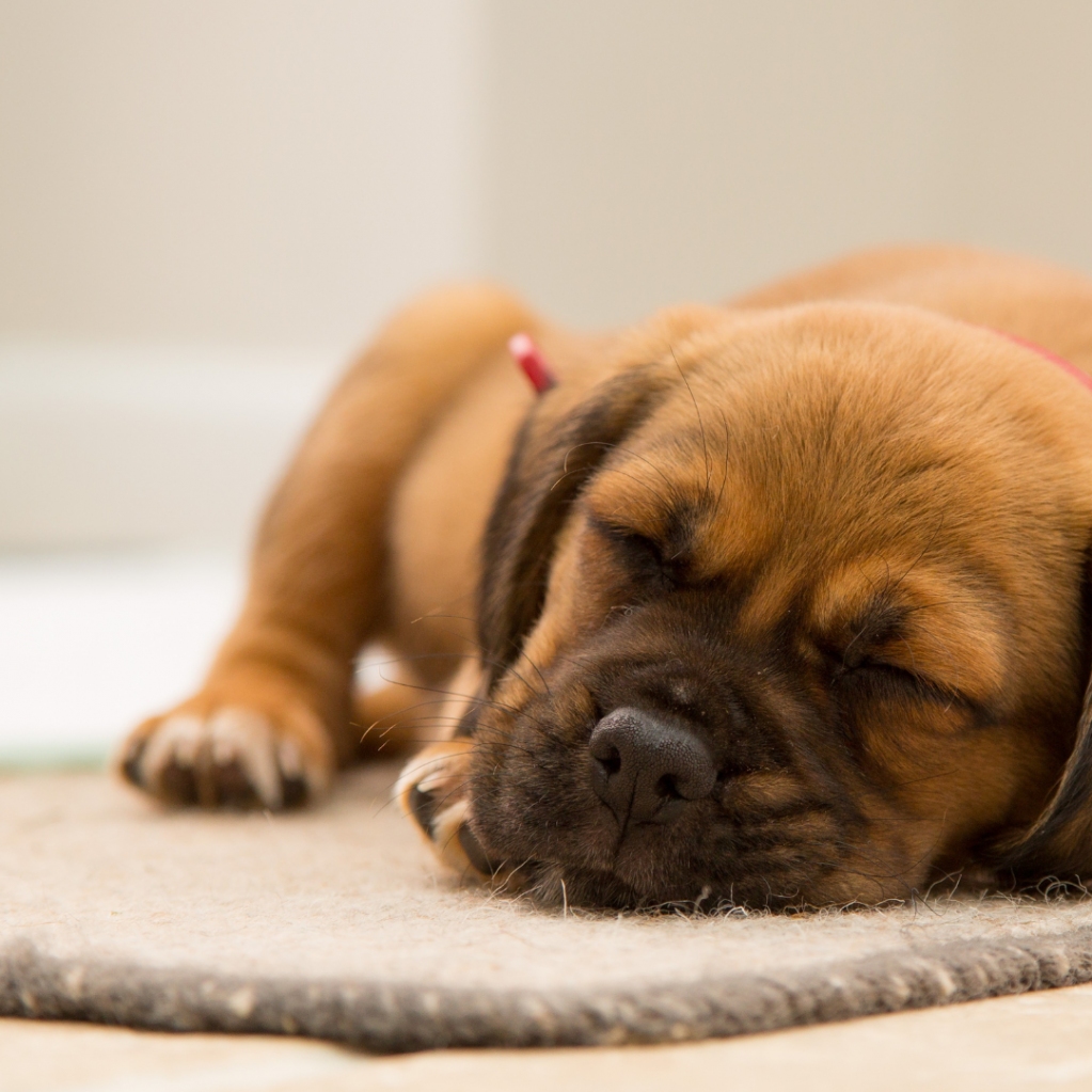 iLOLItalian's tweet image. Hi everyone! ๐ Another example of Italian adjectives is ""Il cane piccolo"" which means ""The small dog"". What's the cutest Italian noun you can think of? Tell us with an adjective! ๐ฎ๐น๐ถ
#ItalianLanguageLearning #LearnItalianGrammar
