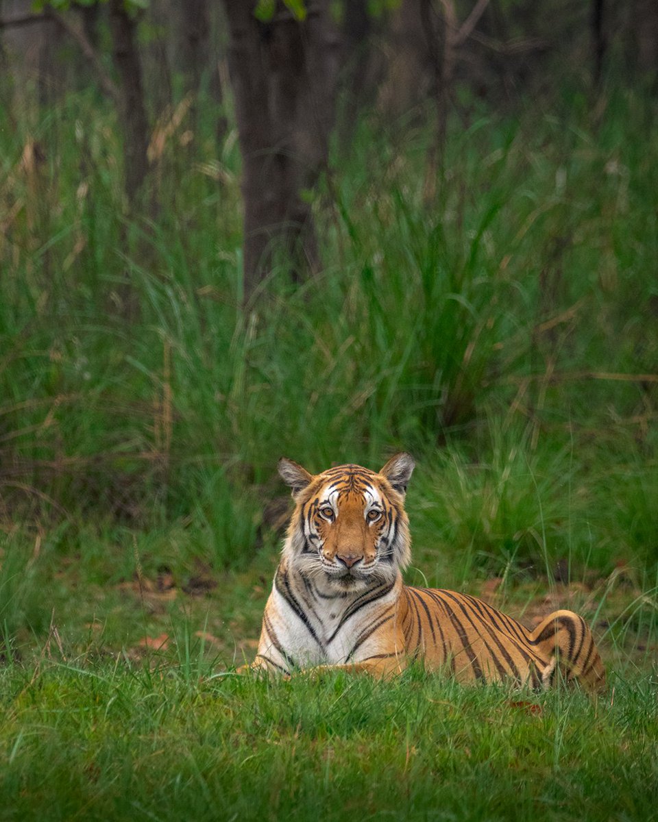 Beldanda Female ❤️

Join me on private safaris #safariWithNikhil 

#kishanpurwildlifesanctuary #dudhwatigerreserve #Dudhwa #incredibleindia #savewildlife #tigersofindia #savetiger #uttarpradeshtourism #ecoturism #natgeoindia #natgeoyourshot #earthcapture #animalplanetindia