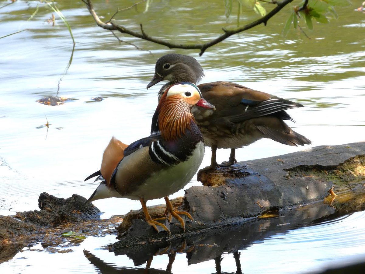 NBComicArts's tweet photo. #springwatch @BBCSpringwatch Male and female Mandarin ducks https://t.co/xRNw6shdK0