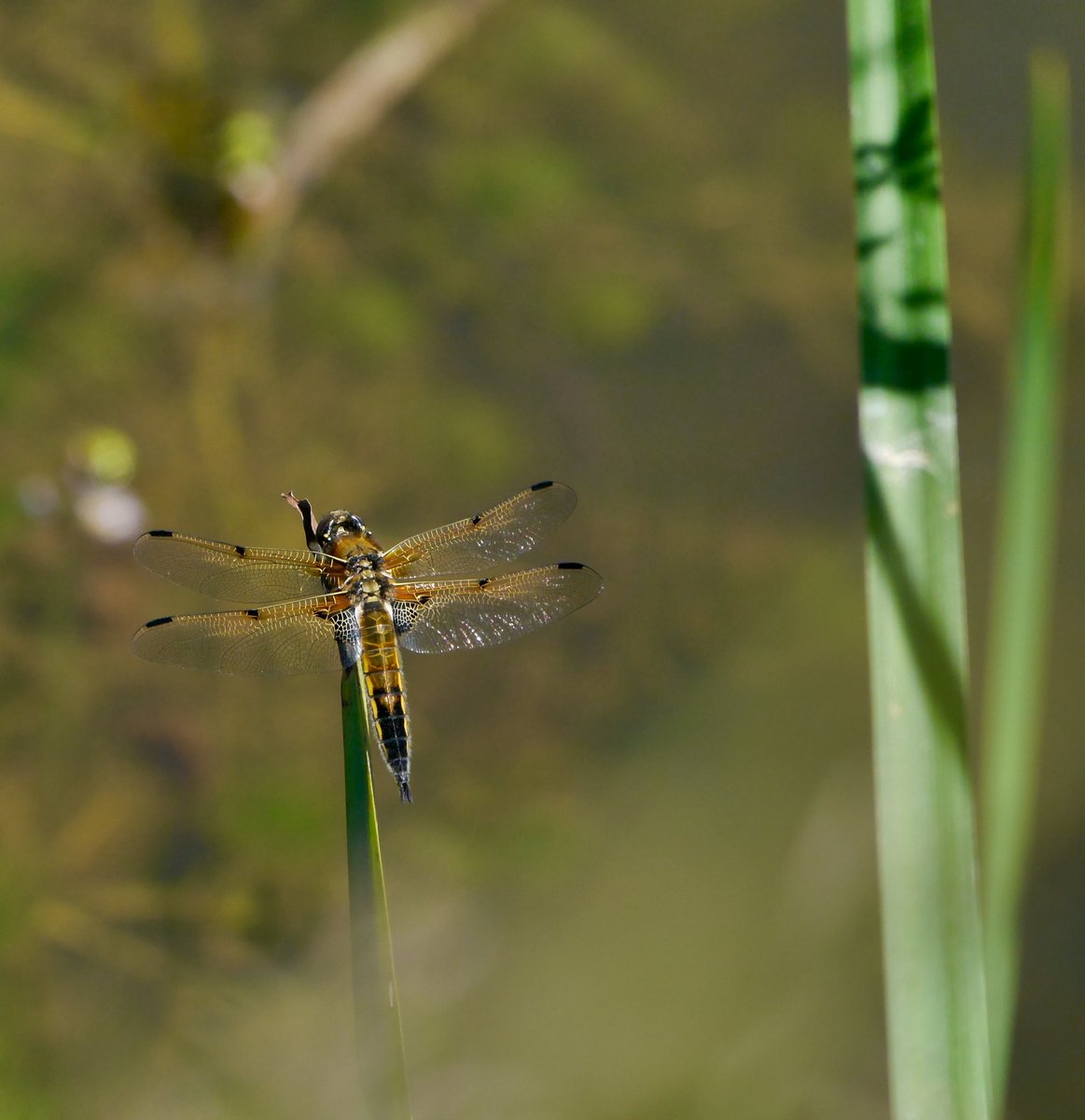 24 species of 'dragonfly' occur regularly on the #NewLifeOldWest patch: 11 damsels and 13 true dragons.

Read our blog by local wildlife guide <a href="/DavidCh71661865/">David Chandler</a> to find out about this distinctive order, the Odonata: hubs.ly/Q01Sfl1t0

📷 Four-spotted Chaser, © David Chandler