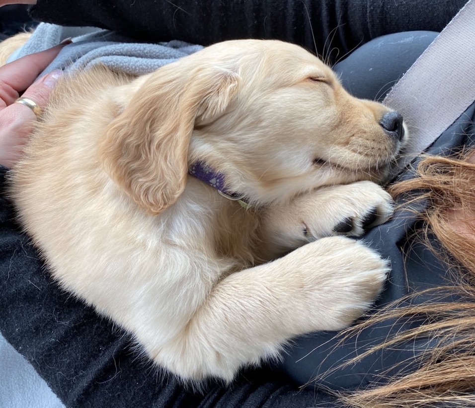 bunsenbernerbmd's tweet photo. BREAKING NEWS

WE CHECKED AND DOGS ARE STILL GOOD! https://t.co/sgsWnUntEb