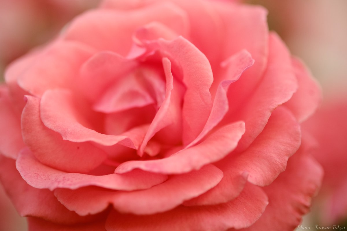 バラ Rose
camera：fujifilm X-S10
lens : XF60mm F2.4 R MACRO
#TLを花でいっぱいにしよう
#写真好きな人と繋がりたい