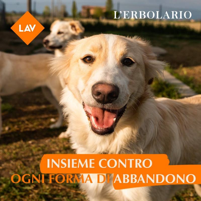 LAV Bari tweet media