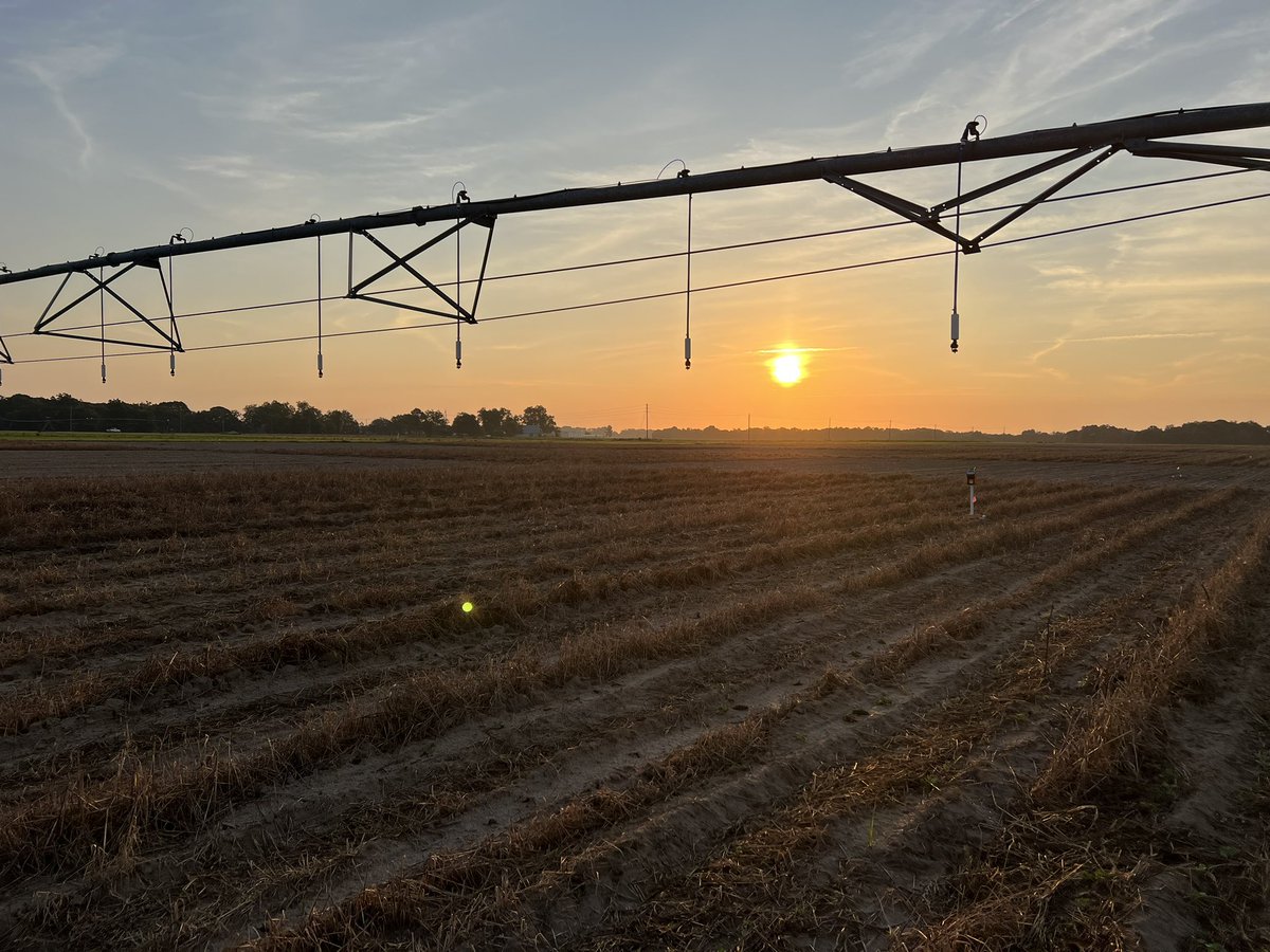 I feel great this morning, up before sun up. 🌱🥜 

#gradschoolresearch #peanut #covercrop #irrigation #soilmoisture