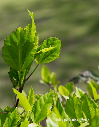 Danysuarez70's tweet photo. Este #5deJunio el mundo celebra el #DiaMundialDelMedioAmbiente con el llamado a la protección de la #flora y la #fauna del planeta. https://t.co/NeNR0C7KN4