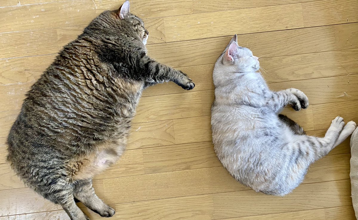 ぽっちゃり猫のサラさん🐱と多頭飼い生活 (@spiral46976108) / Posts / X