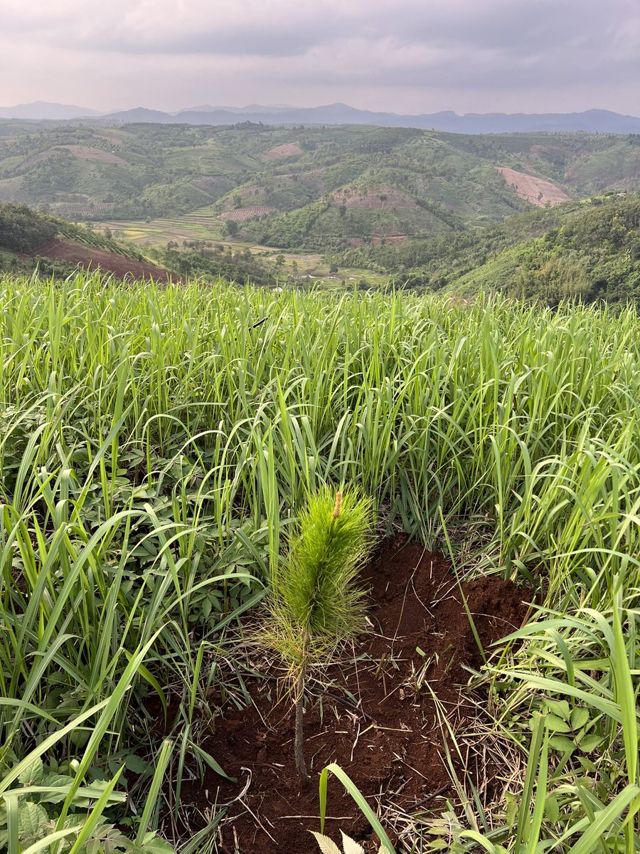 Green_Beli's tweet photo. On this World Environment Day, we are proud to announce that we have planted over 1000 pine trees in the past week at Green Beli Farm.
#WorldEnvironmentalDay #GreenBeli #GreenMetaverse #RealWorldAsset #GRBE #GMETA https://t.co/6U1ELV26UJ