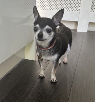 MissingPetsGB's tweet photo. 🐕 #chihuahua PEDRO is elderly and has gone #missing from Westwell lane, Crookmead House #Wedmore #Theale #BS28 on 3 June 2023. Pedro is very timid and skittish, please approach calmly and softly if seen🙏 https://t.co/phgg0B0Ktv https://t.co/AZZZhRas6X