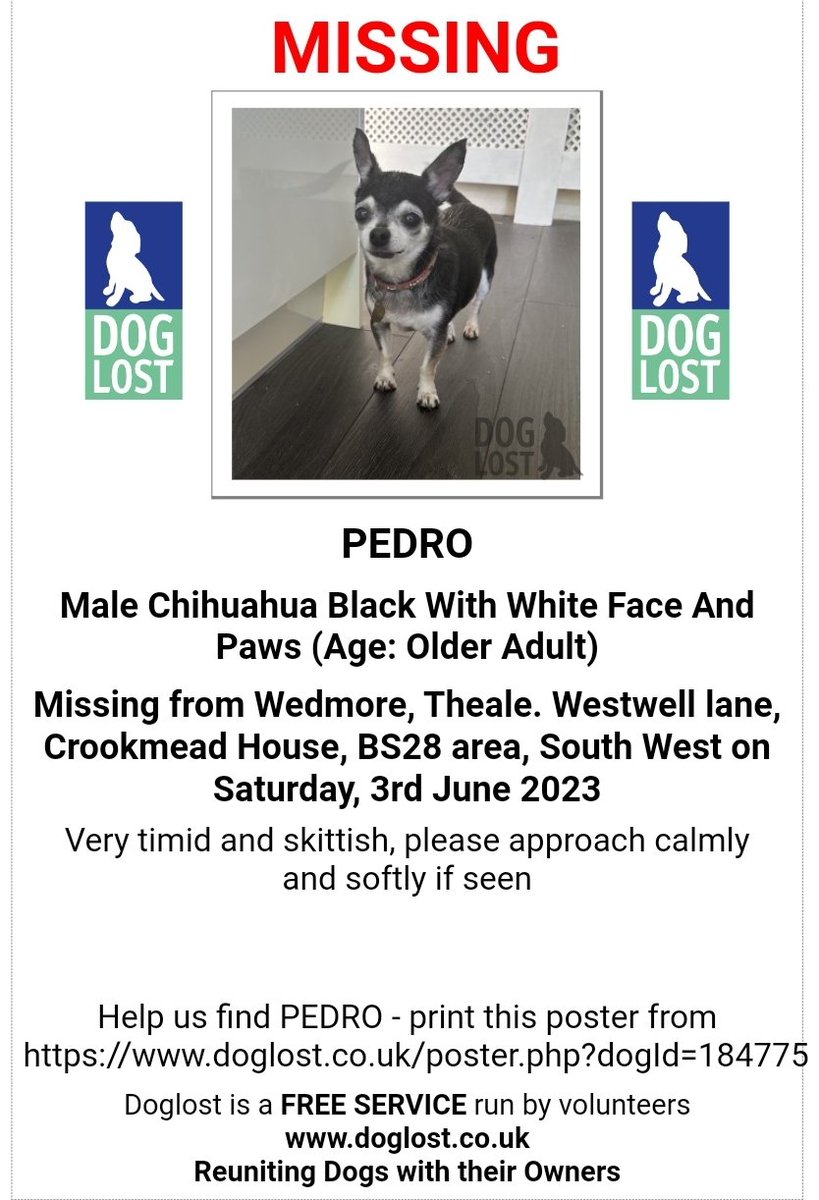 🐕 #chihuahua PEDRO is elderly and has gone #missing from Westwell lane, Crookmead House #Wedmore #Theale #BS28 on 3 June 2023. Pedro is very timid and skittish, please approach calmly and softly if seen🙏 doglost.co.uk/dog-blog.php?d…