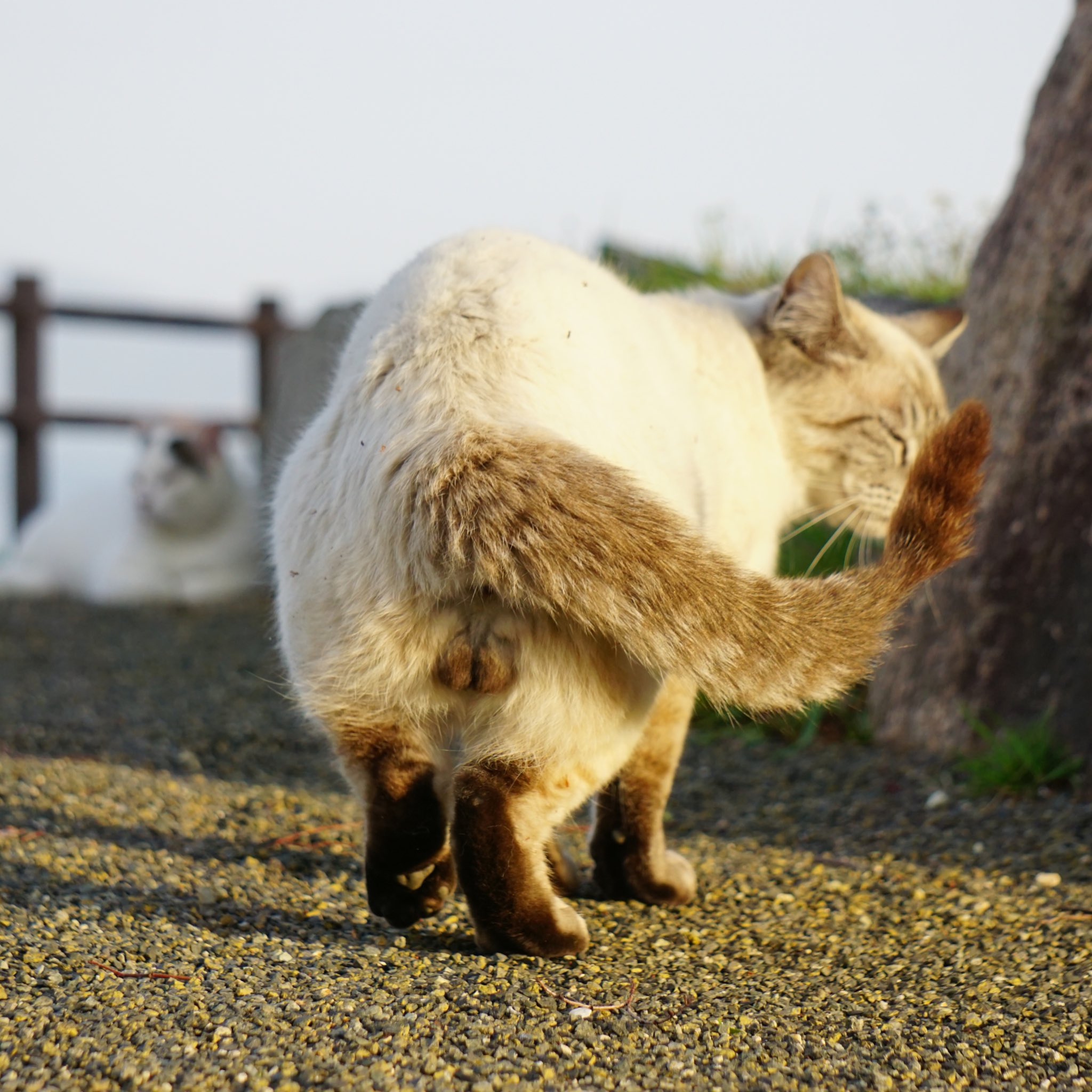 にゃんたま様 にゃんたま - Search / X