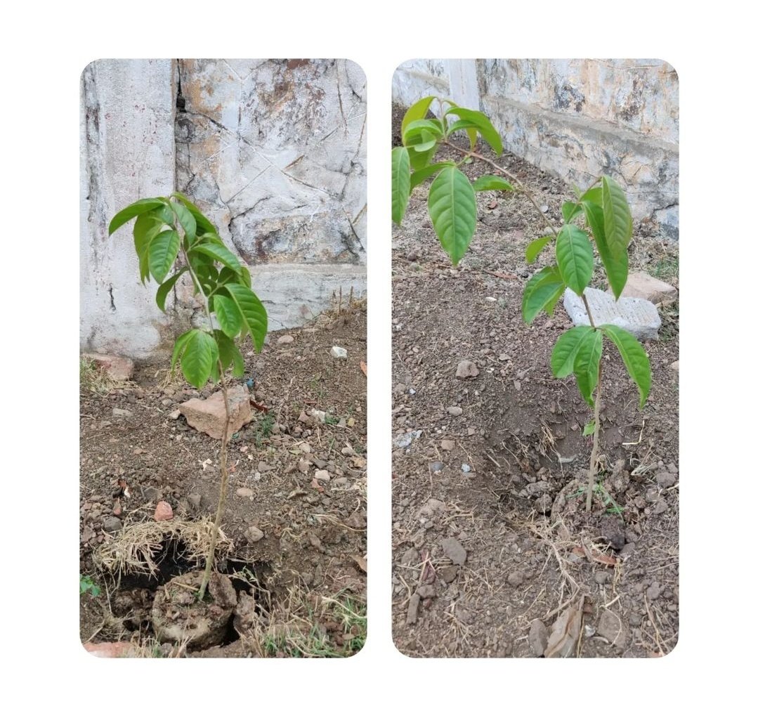 Interconne108's tweet photo. Our 18th project: Lifestyle for Environment (Part-1) is successful On 29th March 2023, with the help of the InterConnected Team, and friends, we planted 11 trees inside the Bihari Club Boundary
#chaibasa #chaibasa_jharkhand #westsinghbhum #joinhands #togetherforever #treeplanting https://t.co/EYotdtibFX