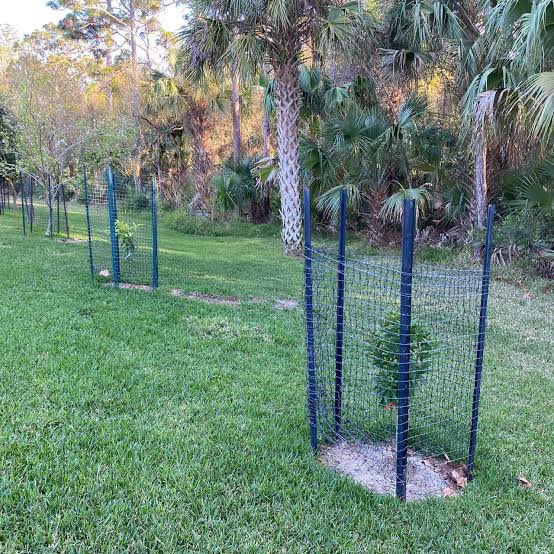 itsjamalosman's tweet image. Tree Guards protect the tree.
Tree Guards protect the tree.
Tree Guards protect the tree.
#VerySimple 
#metaltreeguards
#tree
#steeltreeguards