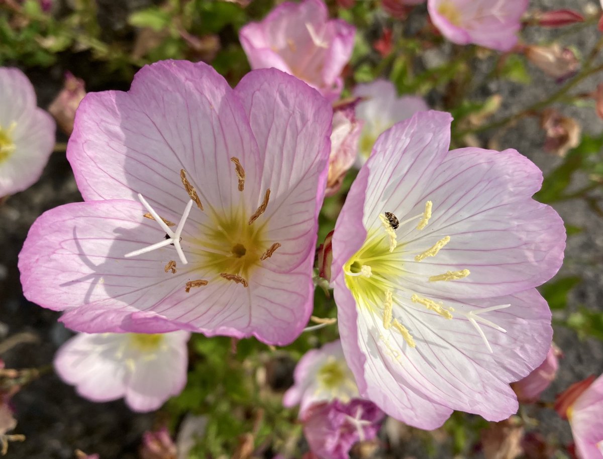 bluejam_mix's tweet photo. My eyes tweet…
#niigata #flowers
#pinkeveningprimrose
#新潟市 #昼咲き月見草 https://t.co/cb4pKLA89G
