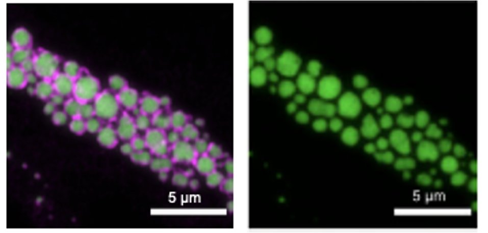 richard white tweet media