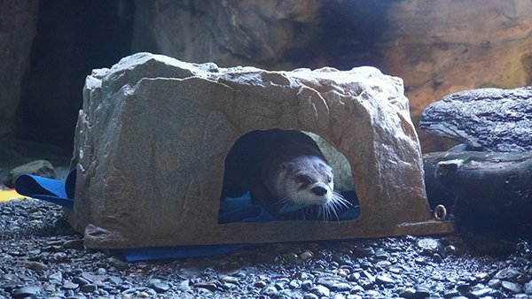 Rise and shine, little otter! dailyotter.org/posts/2023/6/5… 📸: @SeattleAquarium