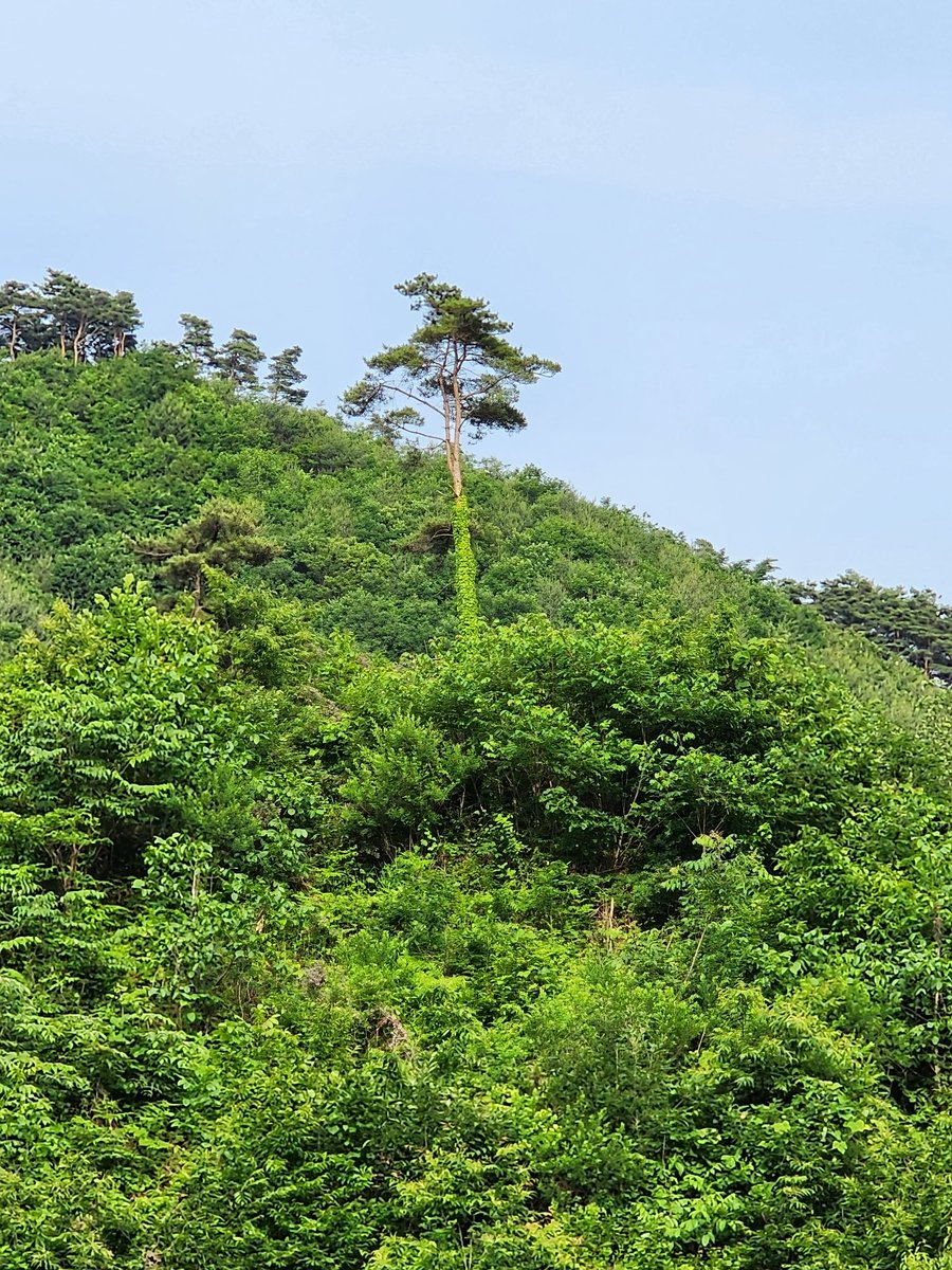 소나무와 함께
상생 하는  담쟁이
자연은 서로에게 필요로 하는것을 나눌줄 안다
나누기 보다는  더하기만
하는  우리네 삶
조금은 여유 롭게 살자