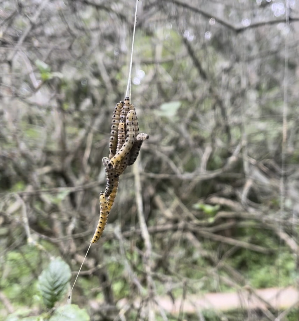Something very special has happened at Cape, the trees growing over Parkland Walk have become swarmed with Ermine Moth Caterpillars. The children were fascinated by the caterpillars 😀