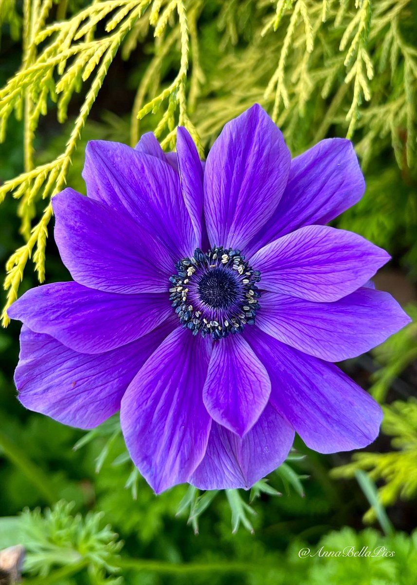 🌱Annie🌸📷 tweet media
